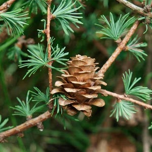 40 Japanese Larch Seeds (w/ 10-year Bonsai Growing Guide