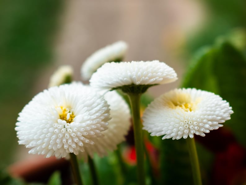 Seedville English Daisy Seeds