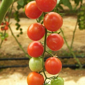 100 Red SWEETIE CHERRY TOMATO Super Sweet 1&quot; Lycopersicon Fruit Vegetable Seeds