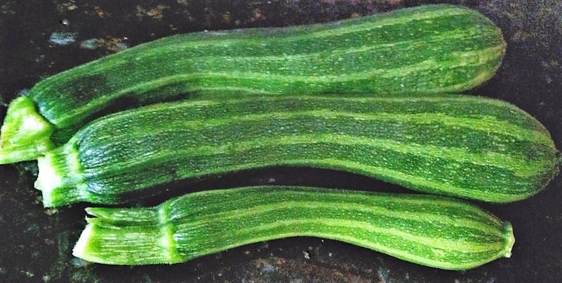 Semi Zucchino Cocozelle Di Tripolis - Circa 5 Semi Non Ibridi - Foto 11