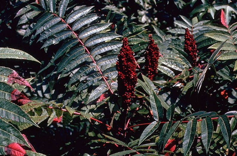 75 SMOOTH SUMAC TREE Red Berries Rhus Glabra Borealis Seeds Etsy