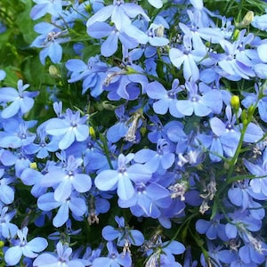 200 SKY BLUE LOBELIA Regatta Lobelia Erinus Flower Seeds