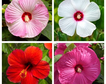 25 MIXED LUNA HIBISCUS Moscheutos Hardy Mixed Colors - Red, Hot Pink, Pink & White Swirl, and White Flower Seeds