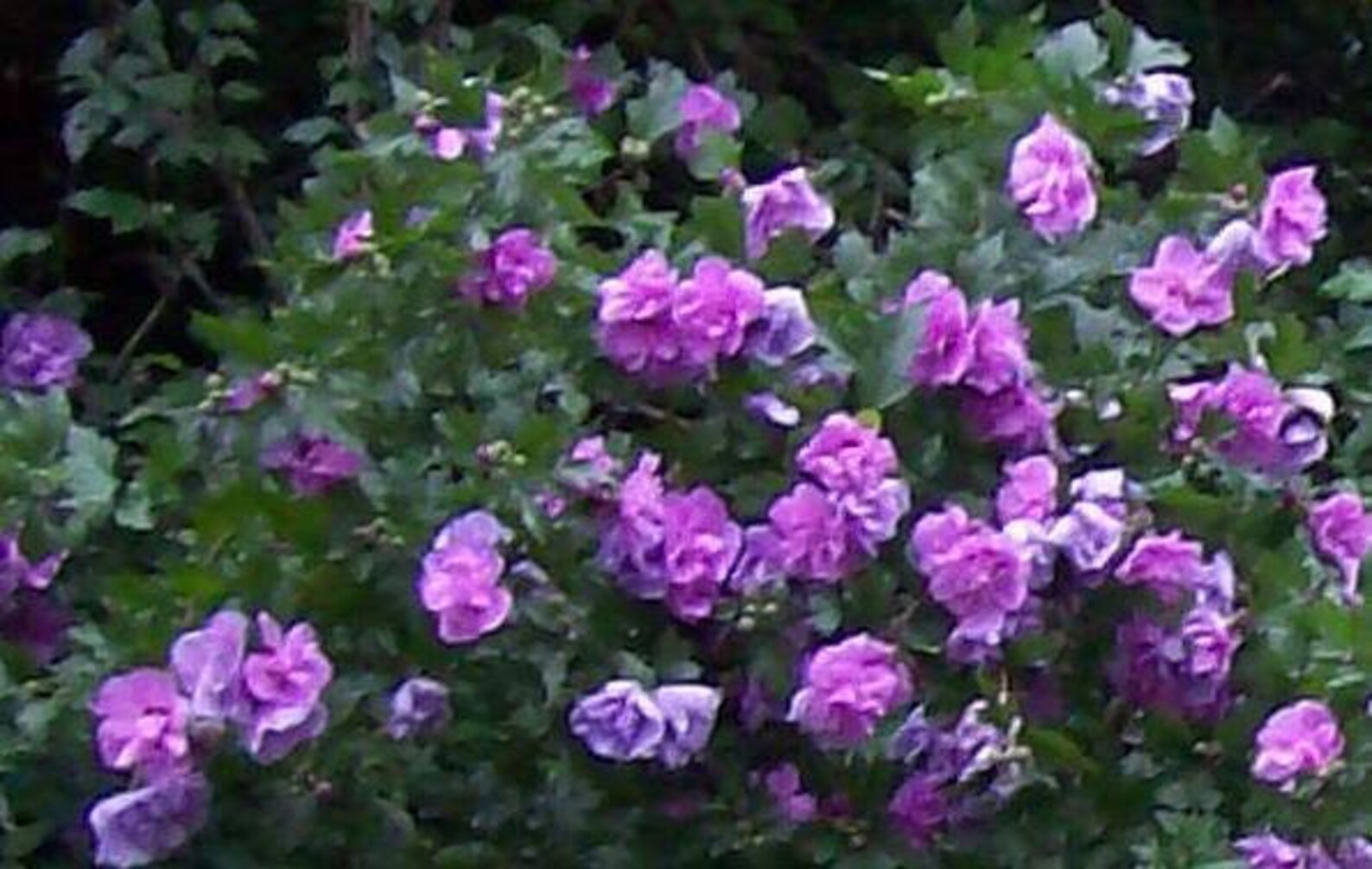 50 Mixed Colors ROSE of SHARON HIBISCUS Syriacus Flower Tree Etsy
