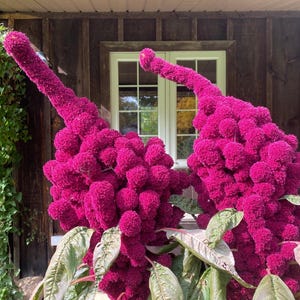100 Semillas Orgánicas DE CABEZA DE ELEFANTE AMARANTHUS Amaranthus Gangeticus Borgoña Flor Roja