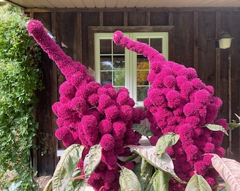 100 Organic ELEPHANT HEAD AMARANTHUS Amaranthus Gangeticus Burgundy Red Flower Seeds