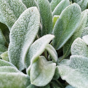 100 Wolly LAMBS EAR Stachys Byzantina Silvery Fuzzy Leaves Purple Flower Seeds