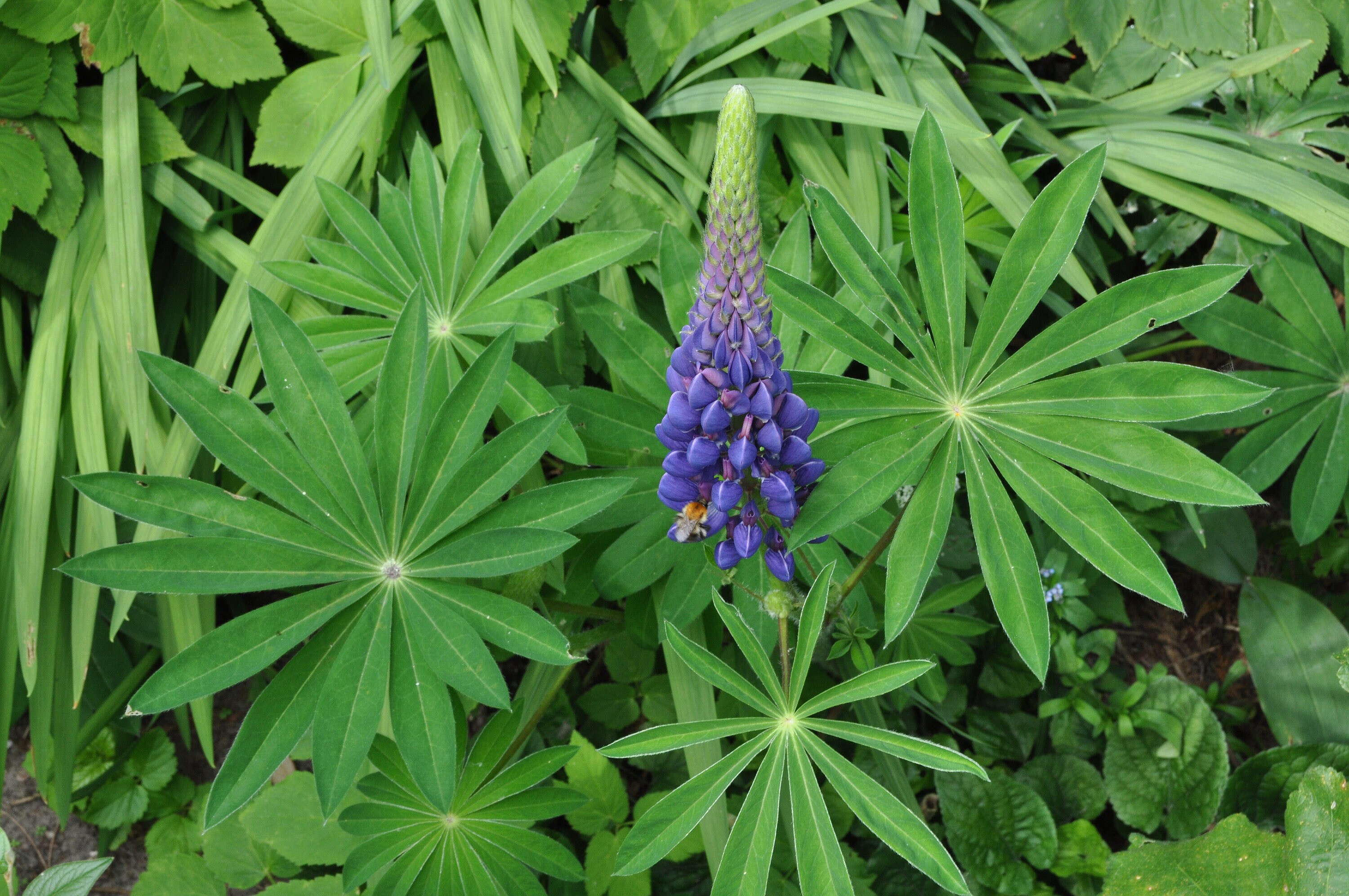 100 BLUE RUSSELL LUPINE Lupinus Polyphyllus Flower Seeds Etsy