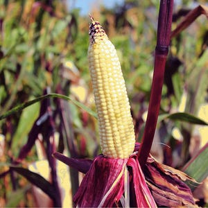 50 KANDY KORN CORN Süß Gelb Mais Rot Husk H.S.E. Zea Mays Gemüsesamen