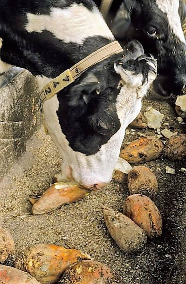 Едят ли бычков. Отравление сельскохозяйственных животных. Кормовая свекла для скотины. Корм для коров свекла кормовая. Корова ест свеклу.