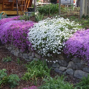 2000 TALL MIX CANDYTUFT Iberis Umbellata Mixed Colors Ground Cover ...