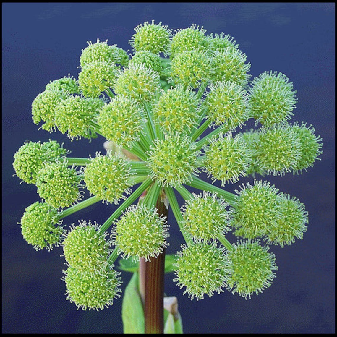 30 ANGELICA Archangelica Officinalis Edible Archangel / Holy Etsy