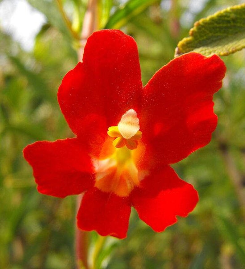 100 Twinkle RED MONKEY FLOWER Mimulus Seeds Combined S/H Etsy