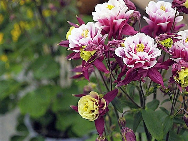 10 Seeds Aquilegia Winky Double Red & White