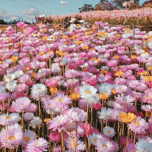 100 graines de fleurs d'acroclinium double mixte, aka Paper Daisy Helipterum Roseum