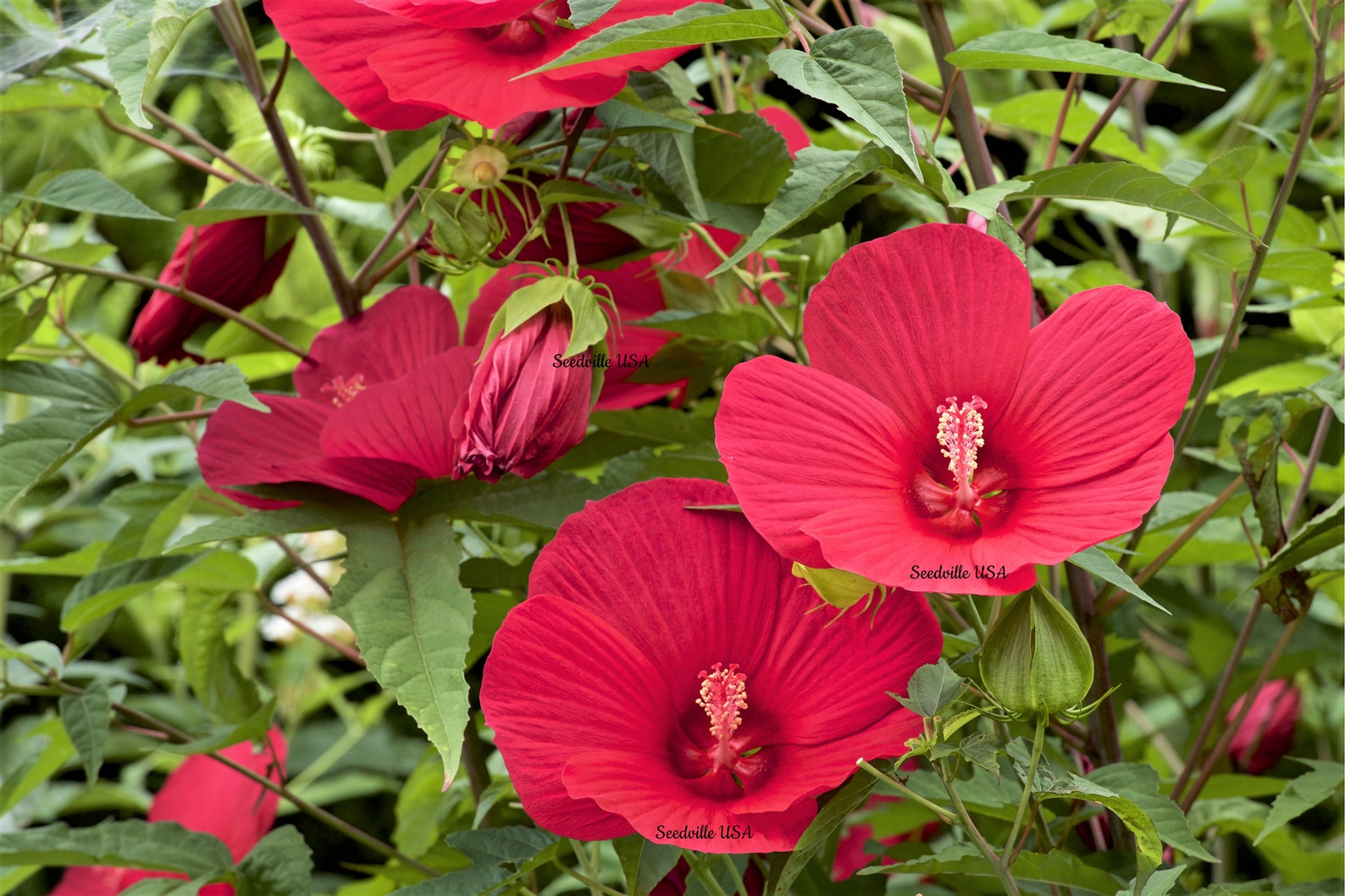 10 Luna RED HARDY HIBISCUS Hibiscus Moscheutos Balhibred Etsy