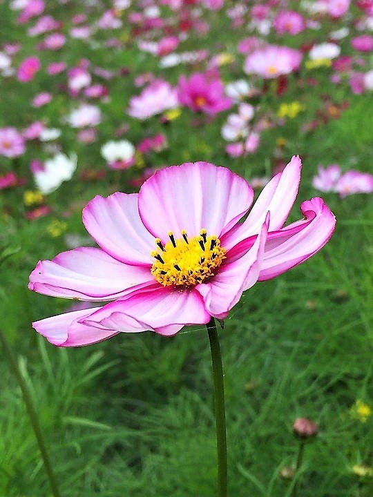 300 Candy Stripe Cosmos Cosmos Bipinnatus Flower Seeds