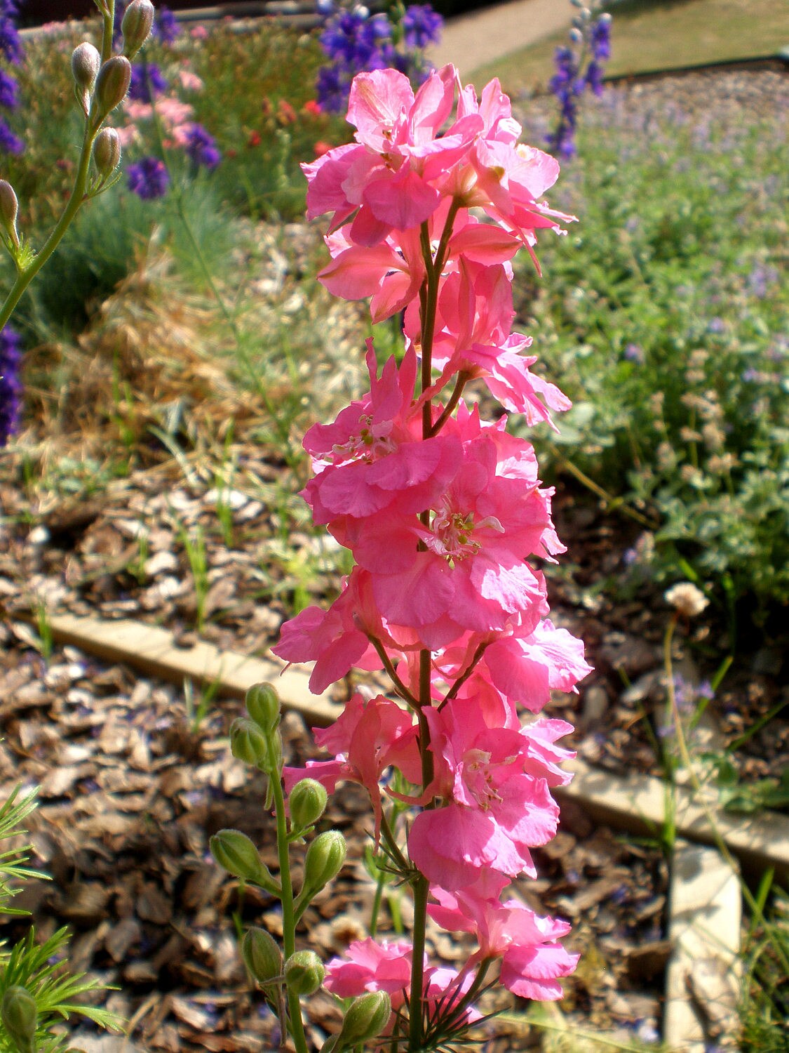 100 PINK PERFECTION Larkspur DELPHINIUM Consolida Ambigua