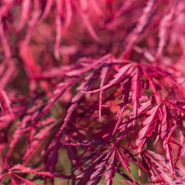 10 Roter Zwerg Japanischer SPITZE AHORN Baum Spitze Blut Acer Palmatum Atropurpureum Dissectum Strauch Samen