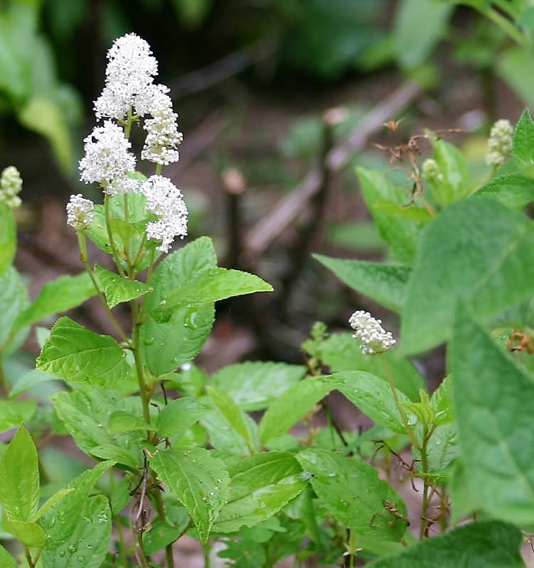 20 White NEW JERSEY TEA Hummingbird Flower Ceanothus