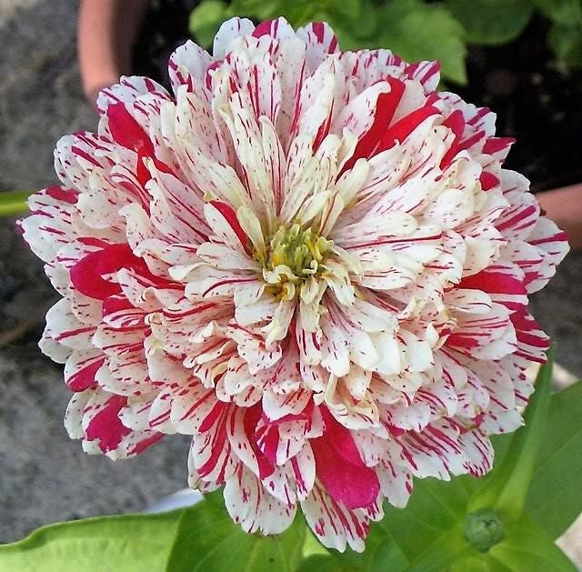 Seeds Flowers Candy Stripe Zinnia Elenags From Ukraine for sale online 