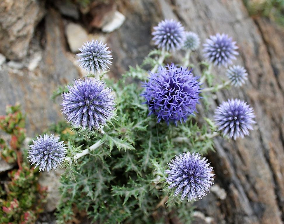 25 Blue GLOBE THISTLE Echinops Ritro Southern Globethistle 25 Blue GLOBE THISTLE Echinops Ritro Southern Globethistle