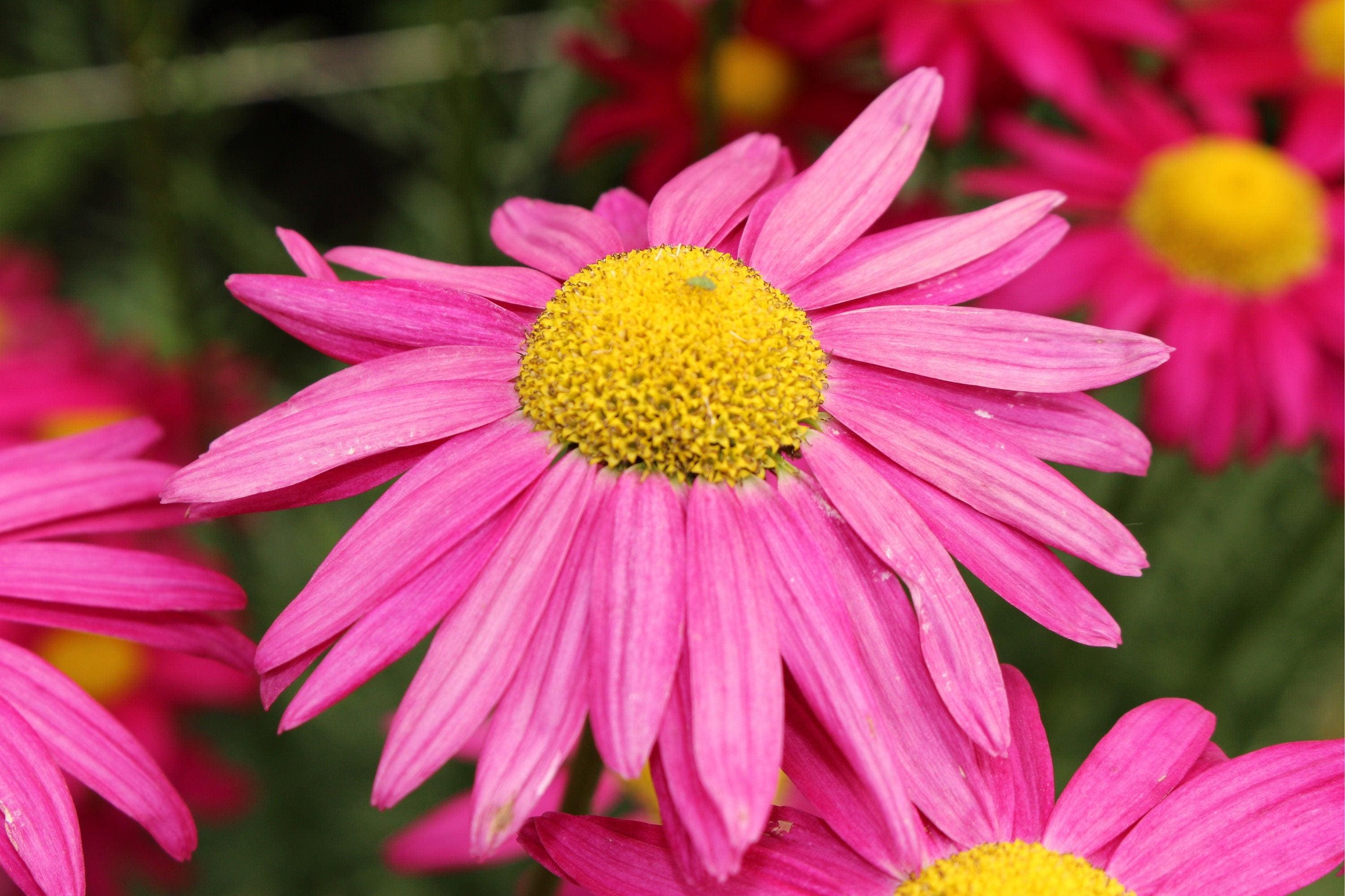 100 Rose PINK ROBINSONS DAISY Painted Chrysanthemum Coccineum Pyrethrum ...