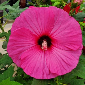 25 グルナッシュ ヴィンテージ ホット ピンク ハーディ ハイビスカス ハイビスカス モスケウトス フラワー シード