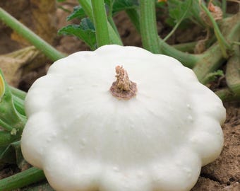 50 WHITE Bush SCALLOP SQUASH (Patty Pan / Paty Pan / Squanter Squash) Summer Cucurbita Pepo Vegetable Seeds