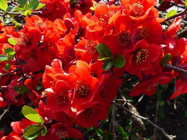 20 Red Flowering DWARF QUINCE Shrub Fruit Chaenomeles Japonica Etsy