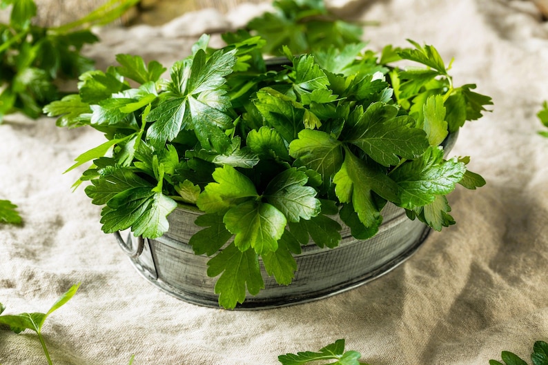Seedville Flat Leaf Parsley Seeds - Thumbnail 3