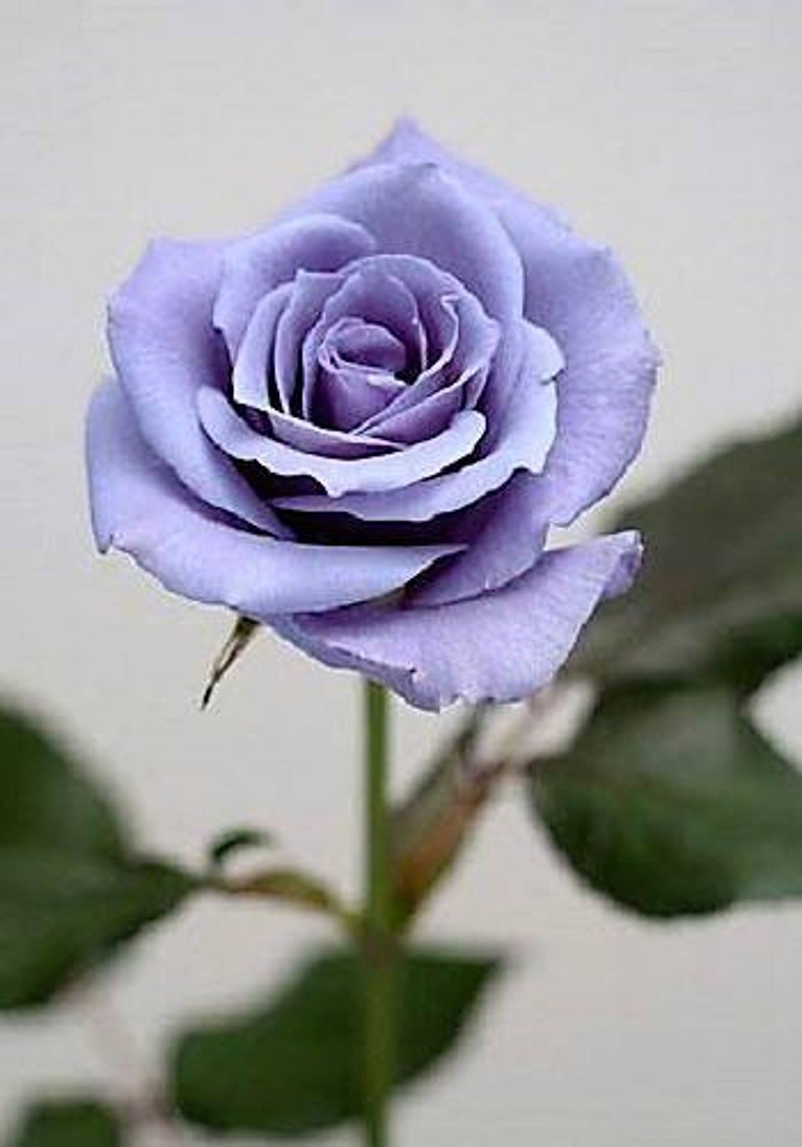 5 BLUE ROSE Rosa Bush Shrub Perennial Flower Seeds Flat Etsy