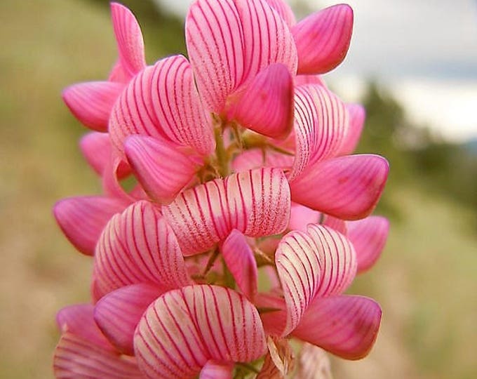 50 PINK SAINFOIN Common Onobrychis Viciifolia Holy Clover Legume Ground Cover Forage Flower Seeds