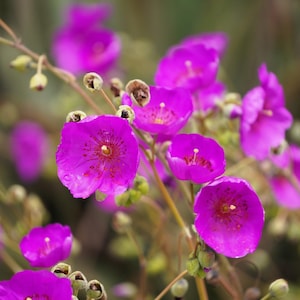 50 RED ROCK PURSLANE ' Ruby Tuesday ' Calandrinia Umbellata Magenta Flower Herb Seeds *Flat Shipping