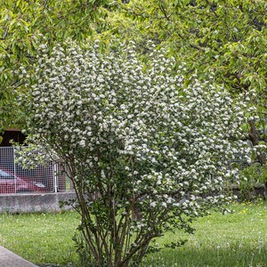 50 BLACK CHOKEBERRY Aronia Melanocarpa White Flower Shrub Seeds image 9