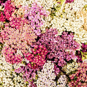 500 gemischte SOMMER JARROW Achillea Millefolium Rot Rosa Weiß Gold Pfirsich Kraut Blumensamen