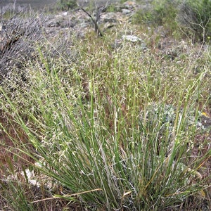 500 INDIAN RICEGRASS Nezpar Oryzopsis Hymenoides Stipa Sand Rice Grass ...