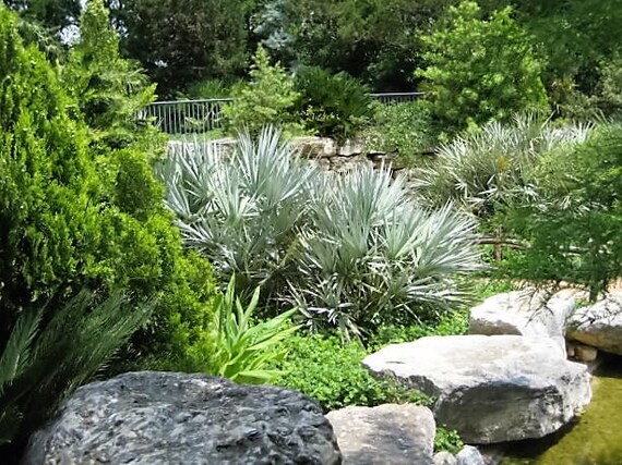 5 Argent Saw Palmetto Arbuste Fleur Blanche Rouge Fruits Noirs Serenoa Repens Graines