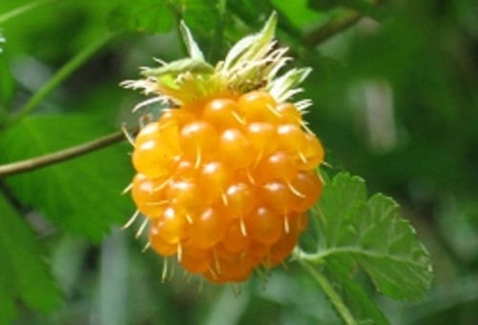 20 SALMONBERRY RUSSIAN RASPBERRY Rubus Spectabilis Fruit Seeds Etsy