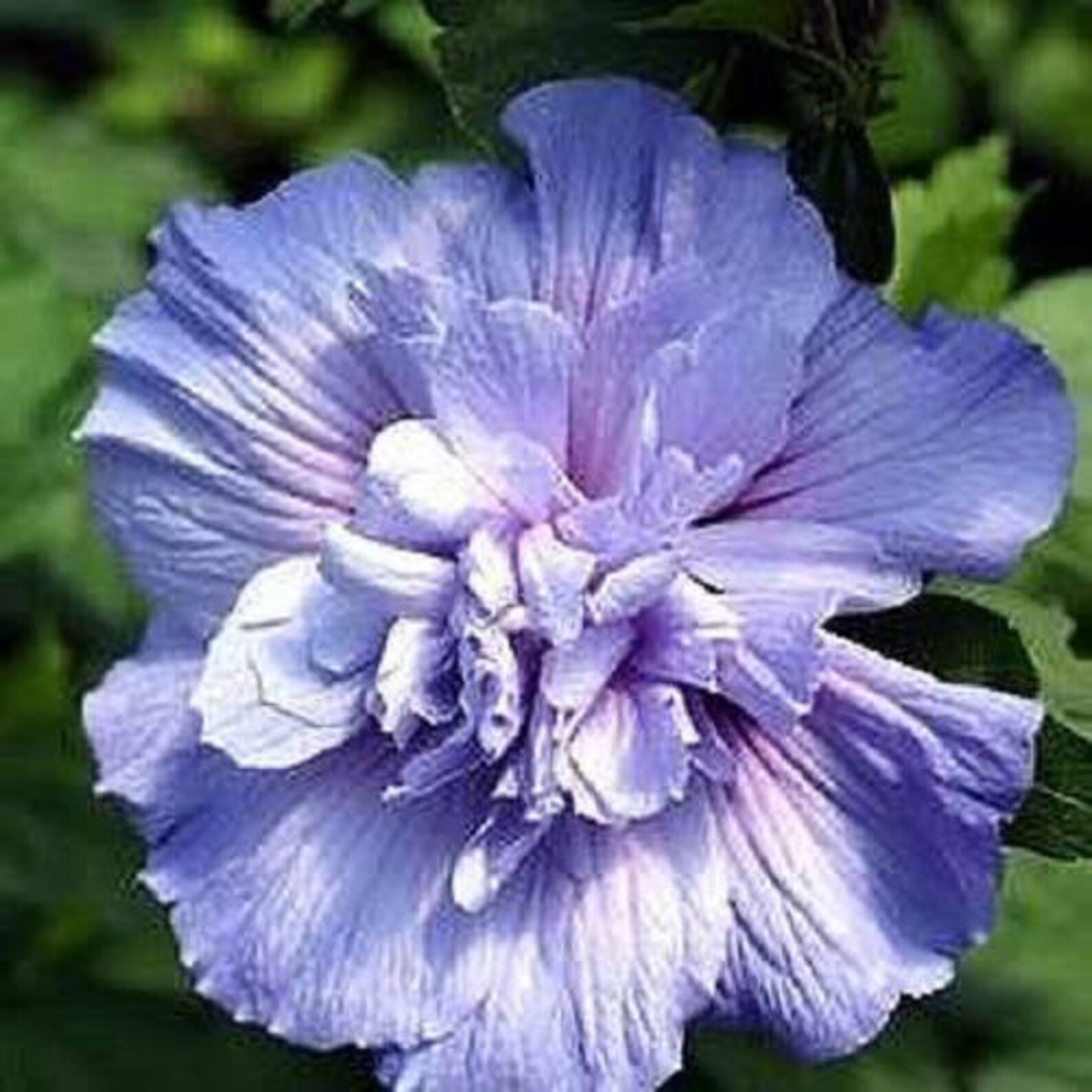 50 Mixed Colors ROSE of SHARON HIBISCUS Syriacus Flower Tree Etsy