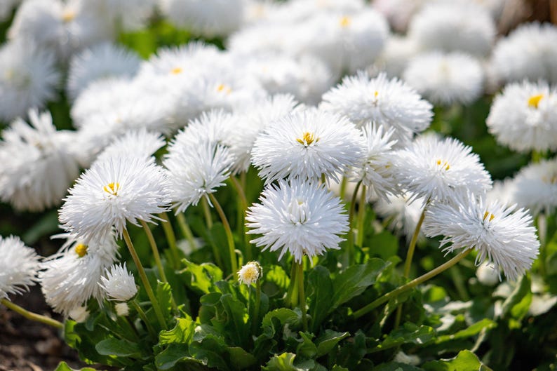 Seedville English Daisy Seeds - Thumbnail 3