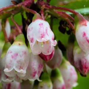 50 California EVERGREEN HUCKLEBERRY Vaccinium Ovatum Fruit aka Box Blueberry Native Pink & White Flower Blue Black Berry Shrub Seeds image 4