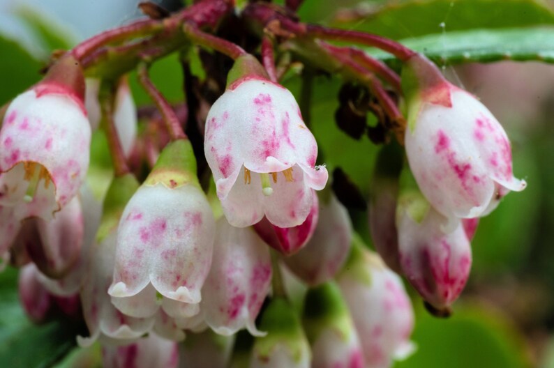 50 California EVERGREEN HUCKLEBERRY Vaccinium Ovatum Fruit aka Box Blueberry Native Pink & White Flower Blue Black Berry Shrub Seeds image 4