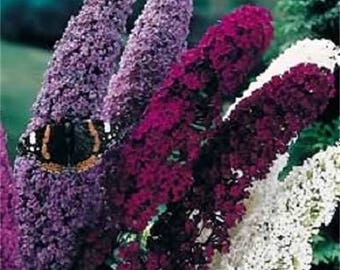 100 MIXED Colors BUTTERFLY BUSH Buddleia Davidii Flower Shrub Seeds