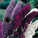 see more listings in the Tree & Shrub Seeds section