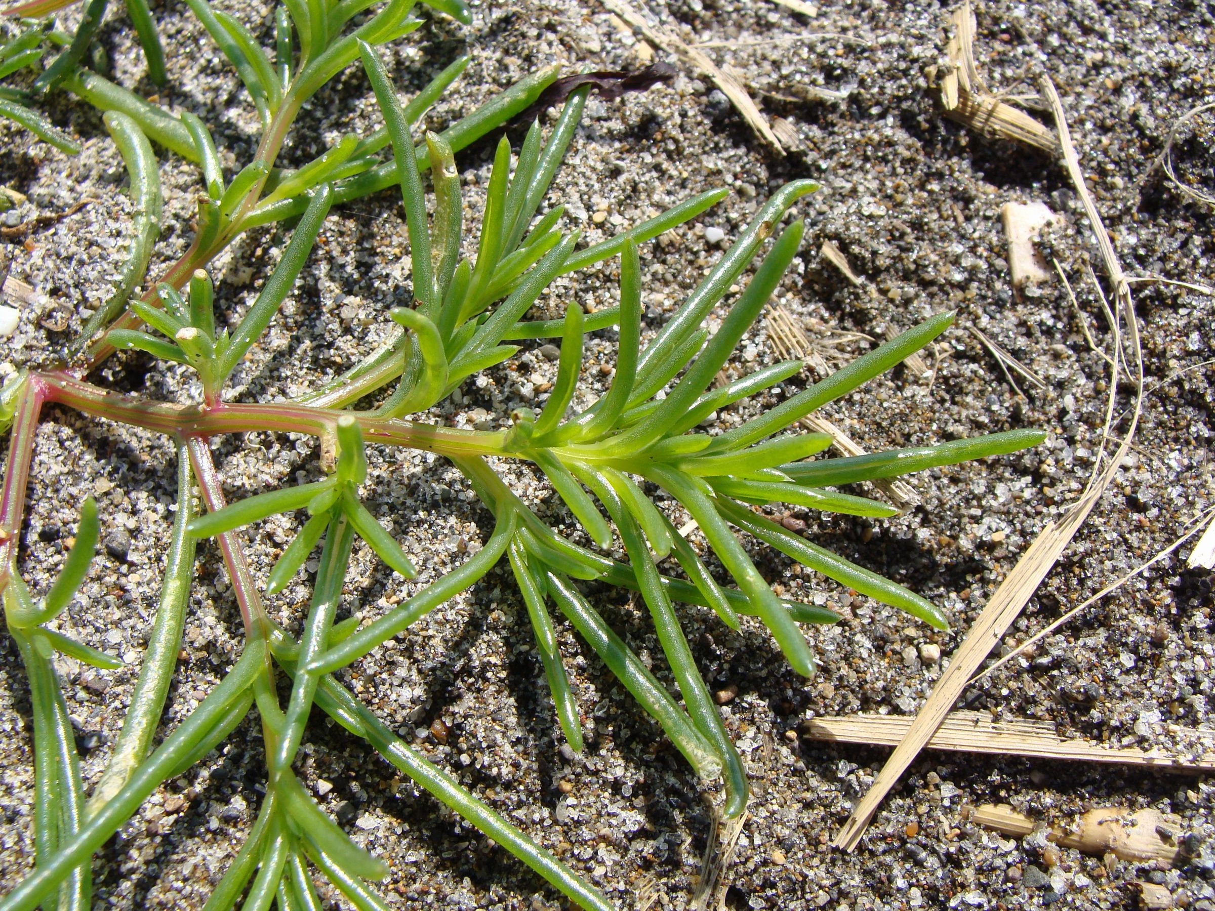 salicorne AKA le Healthies Verts Mangé en Asie 1 Gram environ 275 graines Oka Hijiki Seeds Seaweed terre 