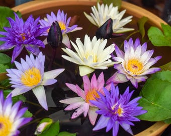 5 BOWL LOTUS Mixed Colors Dwarf Nelumbo Nucifera Aquatic Flower Seeds