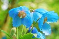 10 BLUE HIMALAYAN POPPY Tibetan Meconopsis Betonicifolia Flower Seeds *Flat Shipping