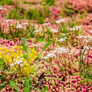 150 MIXED SEDUM Stonecrop Succulent Groundcover Red White Yellow Pink Purple Color Mix Flower Seeds imagem 2