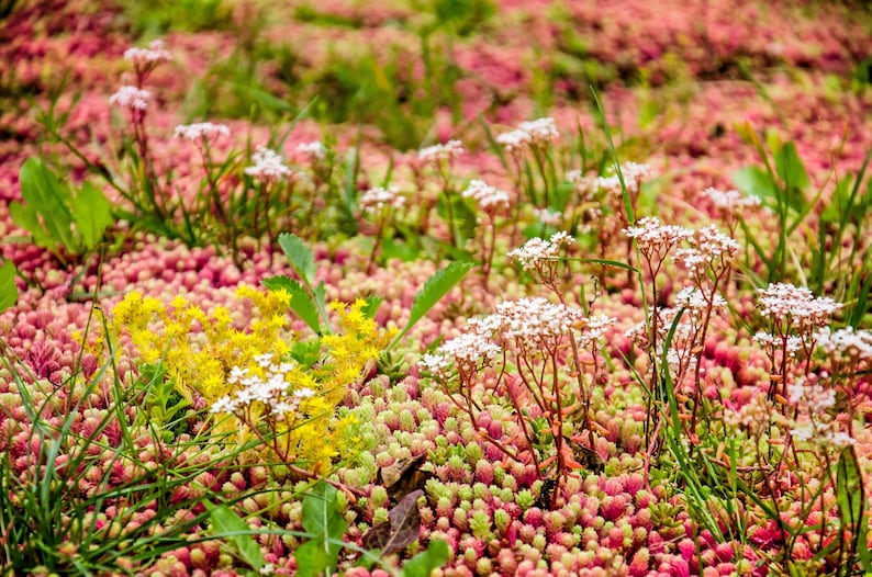 150 MIXED SEDUM Stonecrop Succulent Groundcover Red White Yellow Pink Purple Color Mix Flower Seeds imagem 2